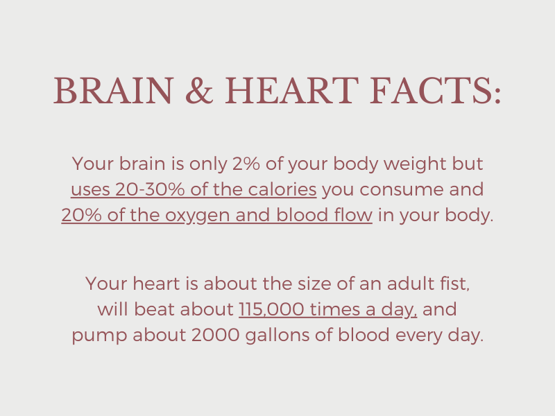 2 brain and heart facts listed